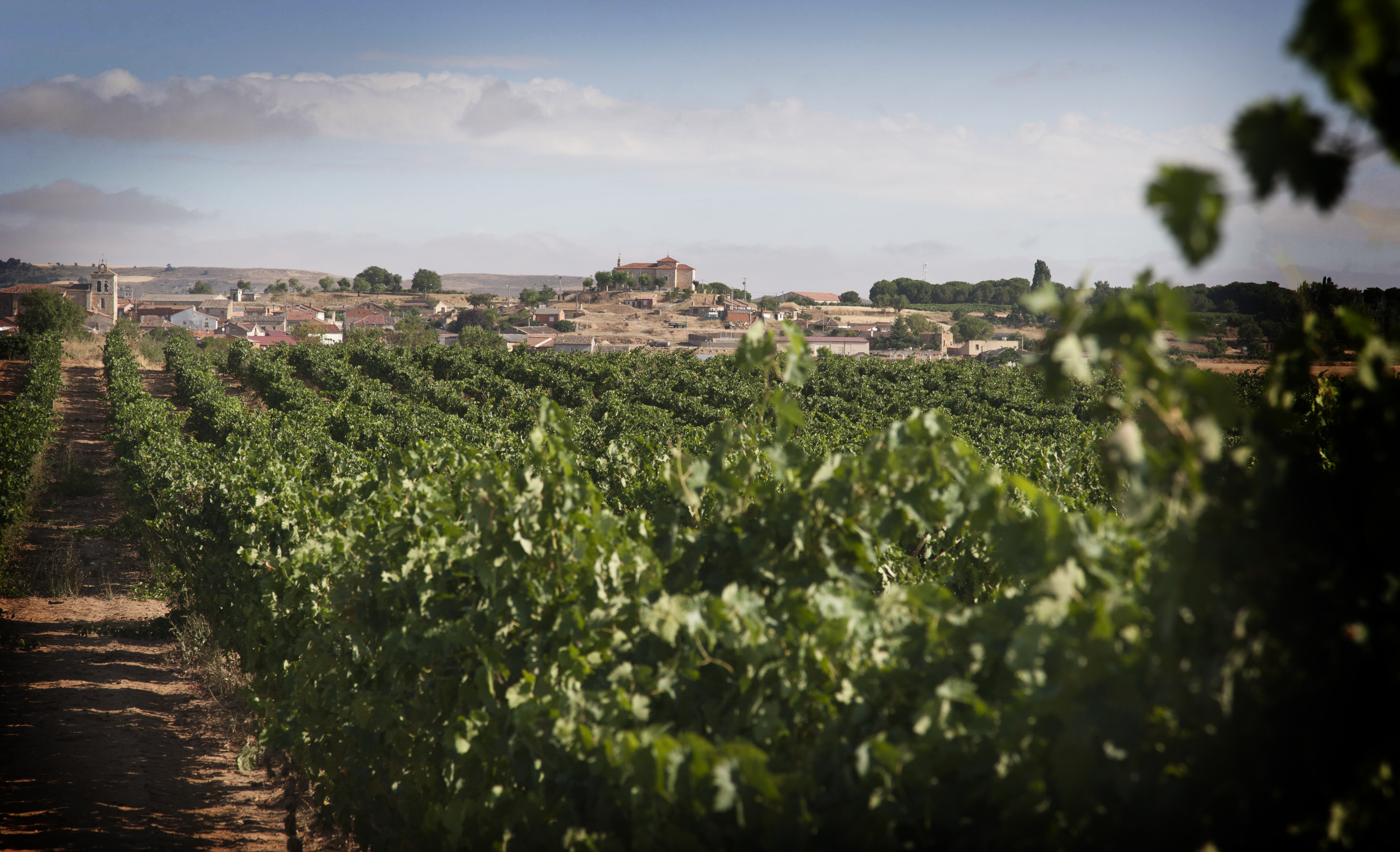 Zona de vinos